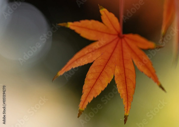 Fototapeta 橙色のもみじの葉のクローズアップと黒色と緑色の背景