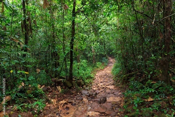 Fototapeta Path in deep jungle