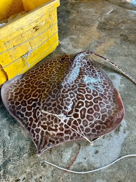 Fototapeta Leopard Whipray or Leopard Stingray (Himantura Leoparda) caught in fishing line. So named due to it's leopard spot markings. This is a rare and little known stingray and has a venomous whip.