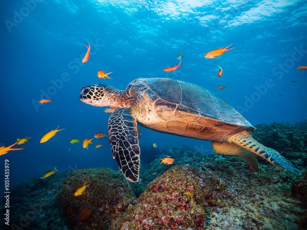 Obraz Underwater photo of a swimming Galapagos tortoise with small colorful fish