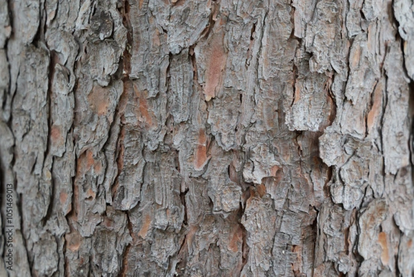 Obraz チョウセンゴヨウの木目