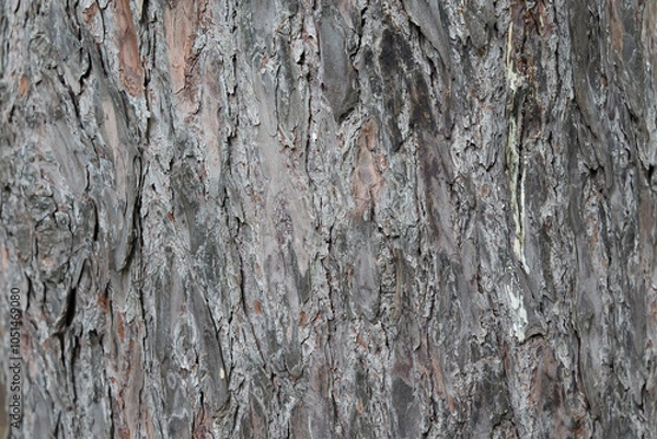 Obraz グイマツの木目