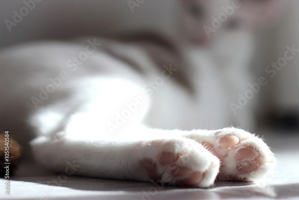 Obraz Footpad of hind legs of the cat laying on the floor