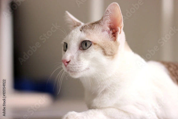 Obraz Portrait of cat, looking at something