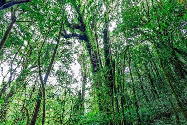 Obraz Close-up natural background of the forest atmosphere on top of Doi Inthanon in Chiang Mai, which is the highest and coldest area in Thailand. Tourists always like to come to see nature.