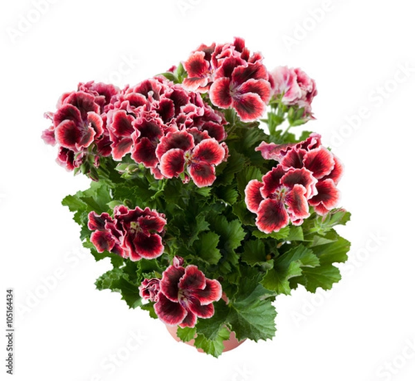 Obraz Piękne pelargonie w doniczce, na białym tle