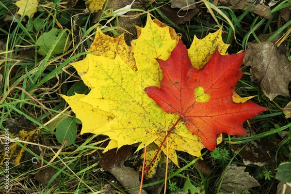 Fototapeta Red maple leaf with a heart-shaped hole cut out, close-up. Autumn leaves, top view. Beautiful bright autumn leaves on the grass. Autumn colors, nature. Autumn foliage