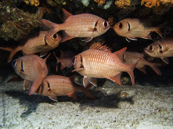 Obraz scarlet soldierfish