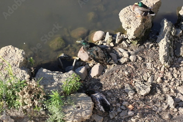 Fototapeta A hyper rare hubrid mallard duck sunning himself on the rocks with the other ducks.
