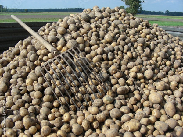 Obraz wykopywanie ziemniaków