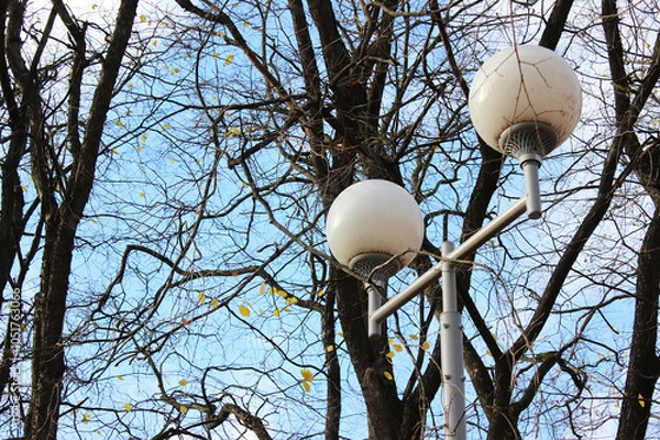 Fototapeta Urban Street Lamps Amidst Bare Autumn Trees and Blue Sky