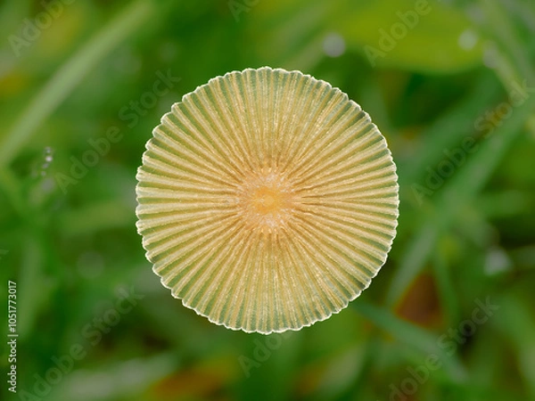 Obraz close up of a mushroom