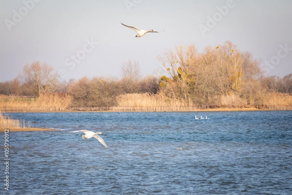 Fototapeta Cygnes survolant le Lac du Der