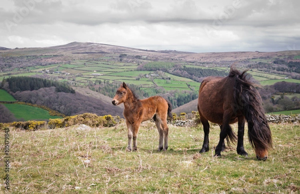 Obraz Dartmoor ponies