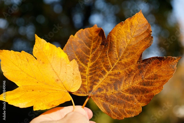 Obraz hand holding autumn leaf 
