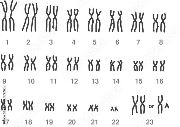 Obraz Metaphase chromosomes Karyogram/ Human Karyogram