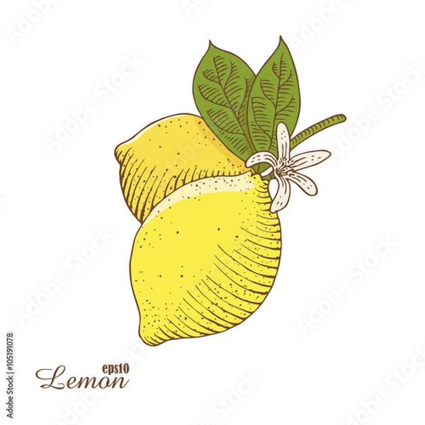 Fototapeta Vector illustration of colorful lemon in woodcut style.