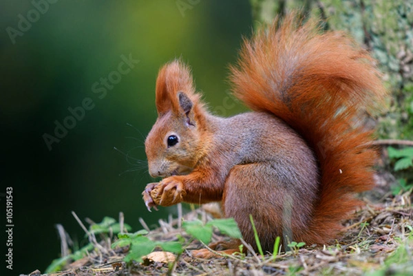 Obraz Squirrel picnic near a tree