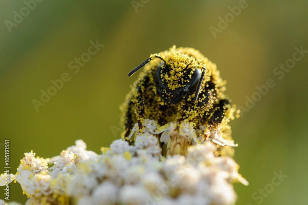 Obraz Bumblebee coated in pollen