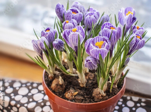 Fototapeta Spring crocuses bouquet