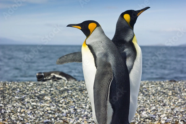 Obraz two king pinguins near sea