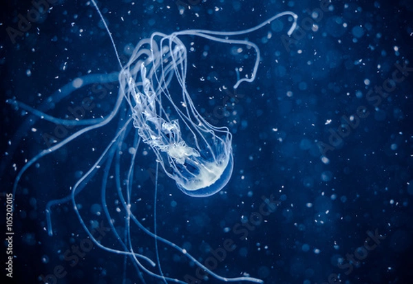 Fototapeta Jellyfish