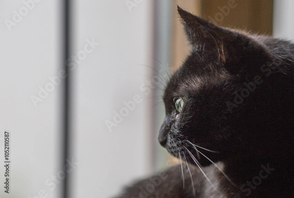 Fototapeta Chat noir devant une fenêtre 