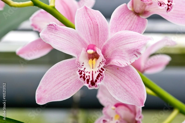Obraz Cymbidium