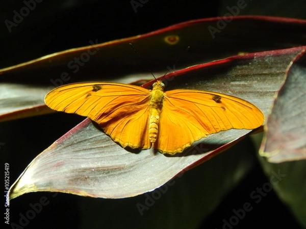 Obraz orange butterfly on a leaf