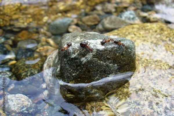 Obraz Муравьи-островитяне