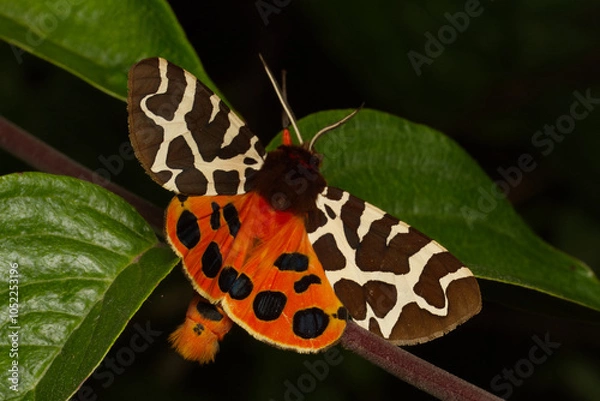 Obraz Brauner Bär (Arctia caja)