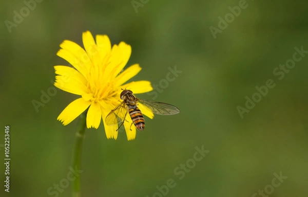 Obraz Hainschwebfliege (Episyrphus balteatus)