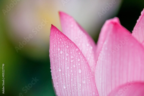 Fototapeta 蓮の花