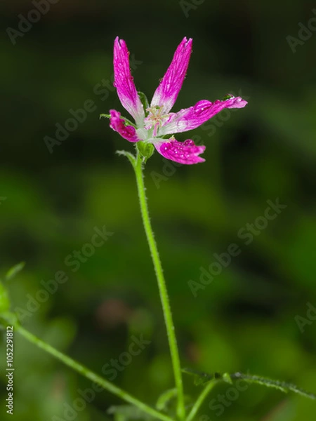 Obraz Close up of a pink flower