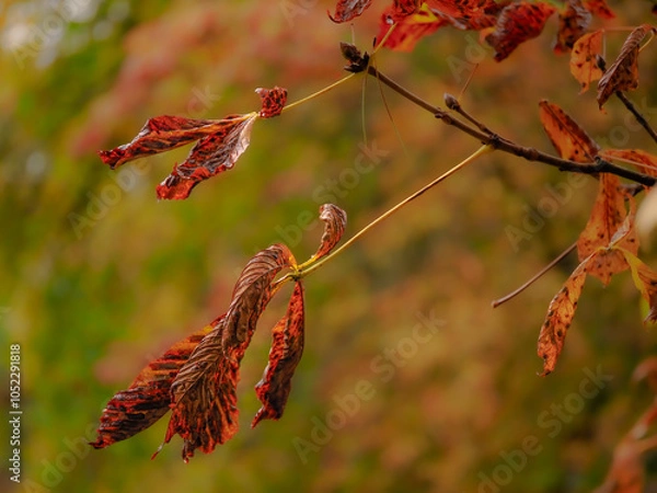 Obraz red dry leaves in autumn