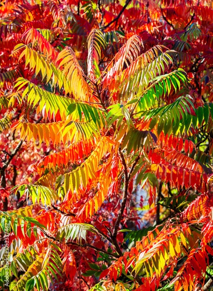 Obraz Essigbaum mit Herbstlaub, bunte Blätter im Herbst.