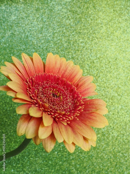 Obraz An orange gerbera flower against a sparkly glittering gold background