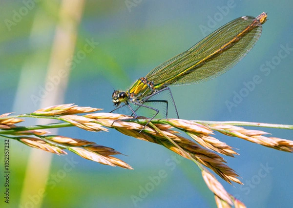 Obraz Libelle auf Grashalm