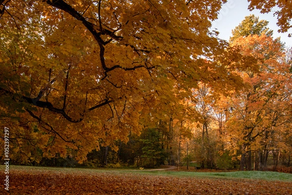 Fototapeta autumn view, colourful autumn leaves on large maple branches and in the ground