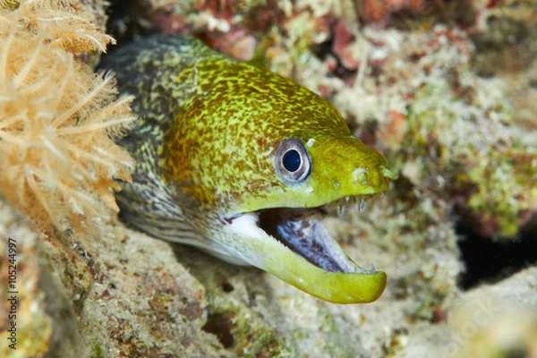 Obraz Undulated moray