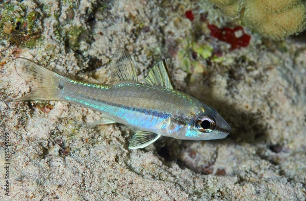 Obraz Narrowstripe cardinalfish