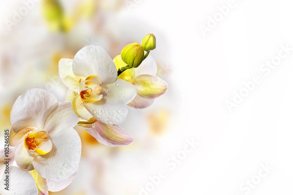 Fototapeta Floral background of tropical orchids