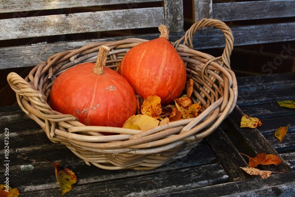 Obraz Two red kuri squash in a rustic woven basket