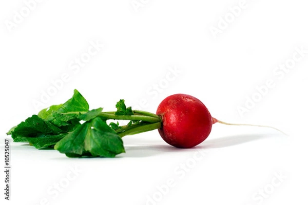 Obraz radish