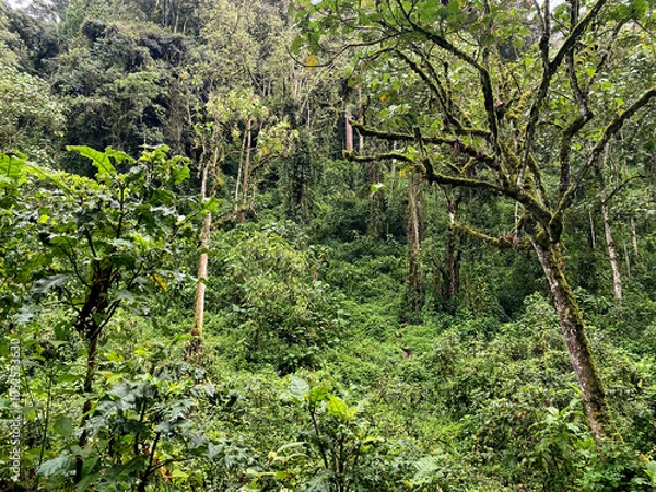 Fototapeta UGA_Rainforest_2022_RET_IMG0771.jpeg