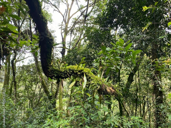 Fototapeta UGA_Rainforest_2022_RET_IMG0874.jpeg