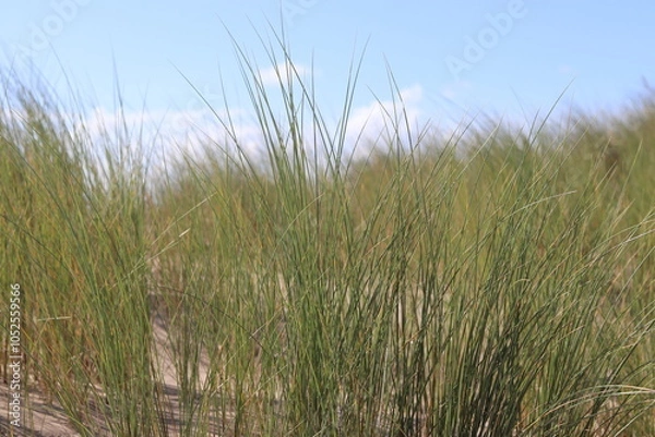 Obraz Sand Dunes with Windswept Dune Grass
