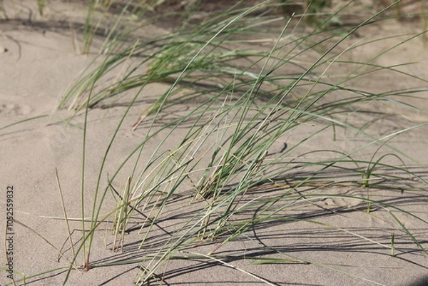 Obraz grass on the beach
