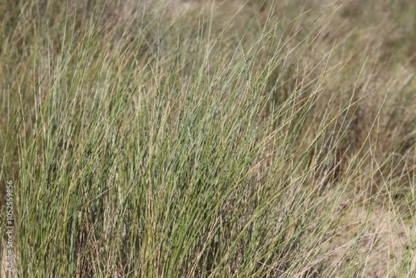 Obraz dune grass