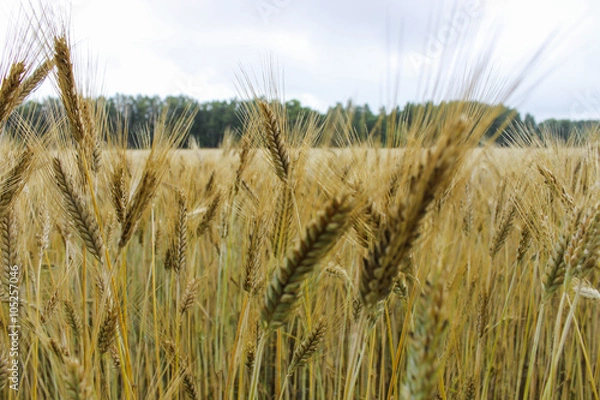 Obraz Wheat field